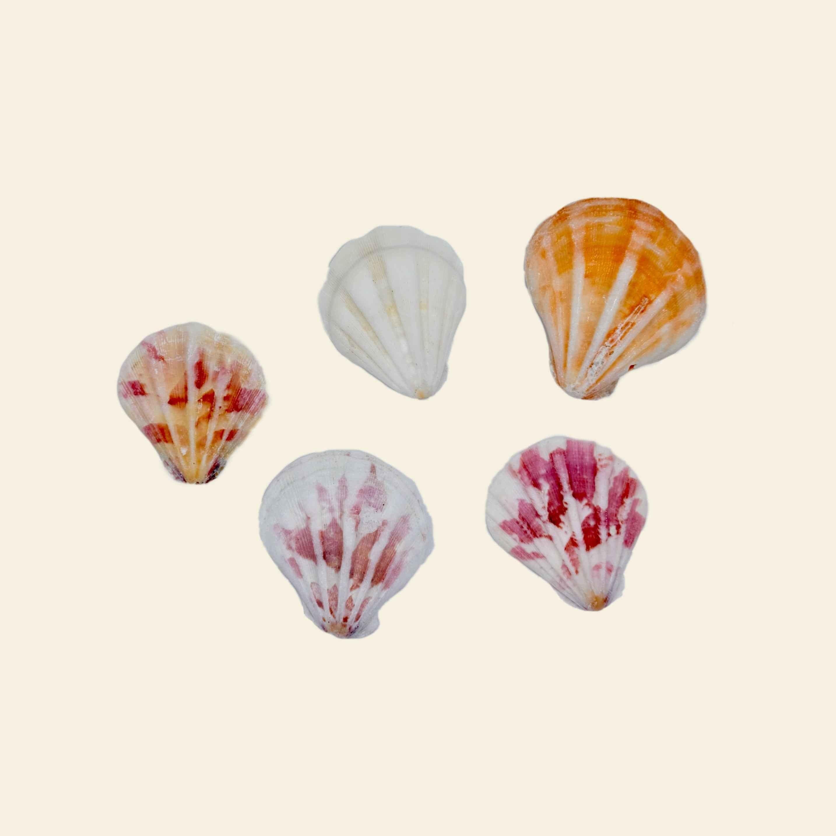 Sea Shells - Grande Charm