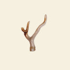 Coral Branch - Grande Charm