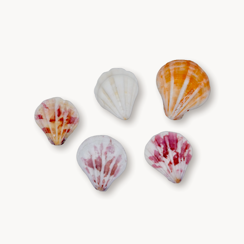 Sea Shells - Grande Charm