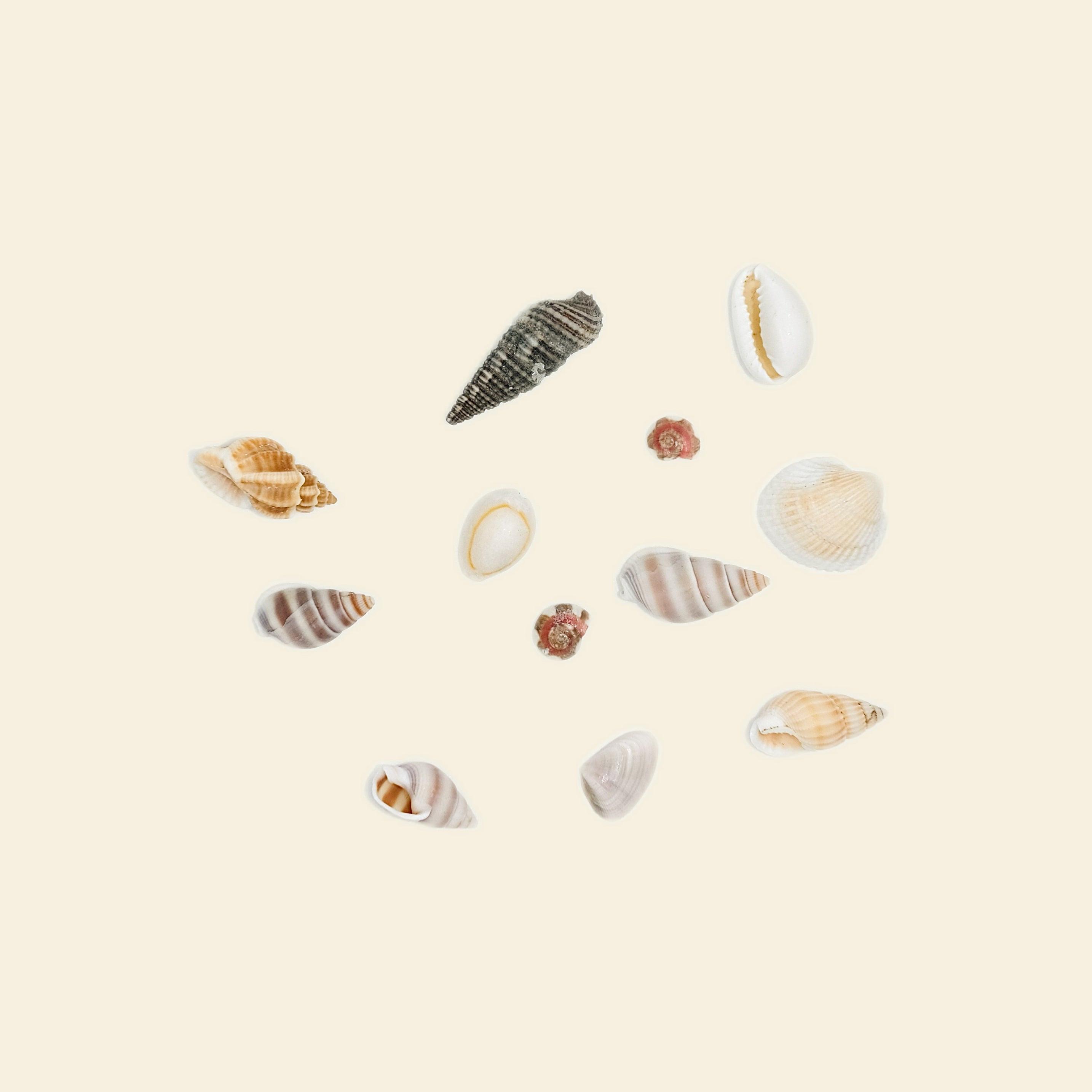 Sea Shells - Mini Charm