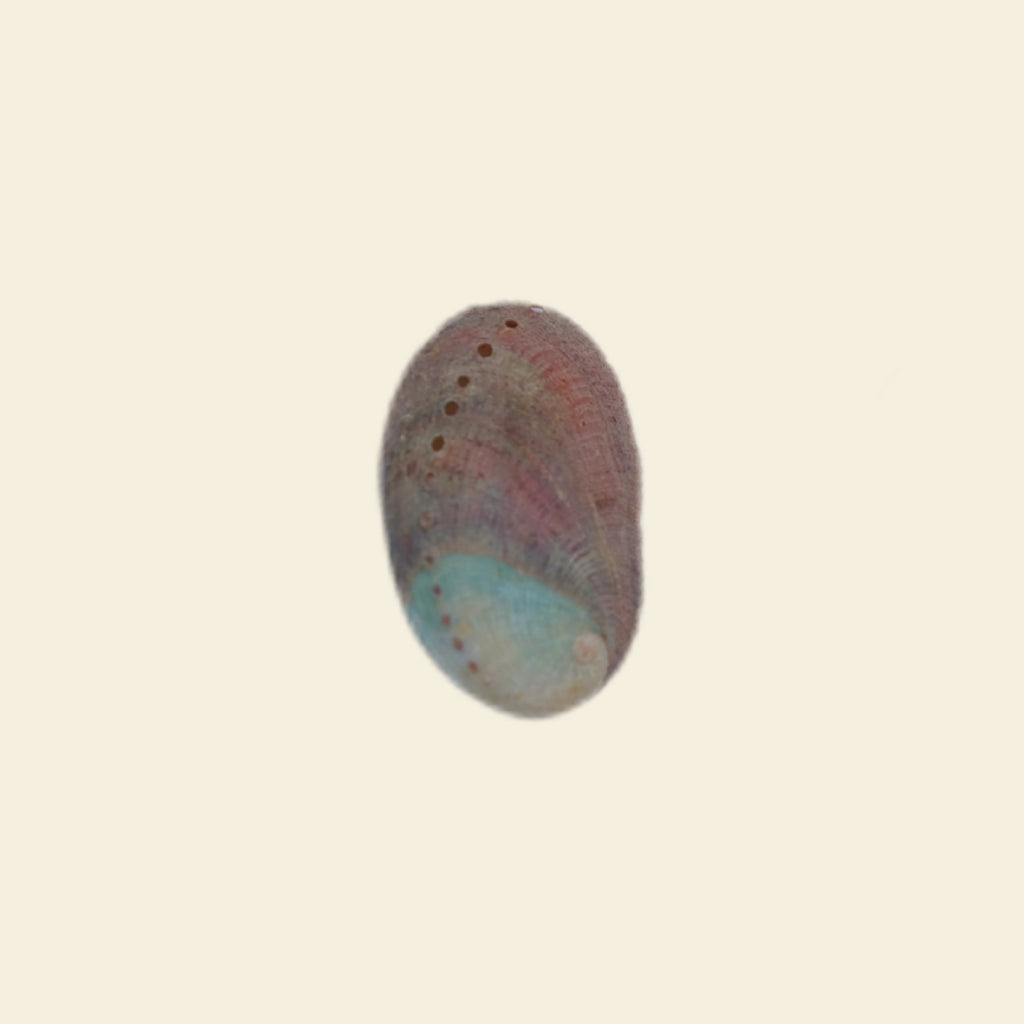Abalone shell - Grande Charm
