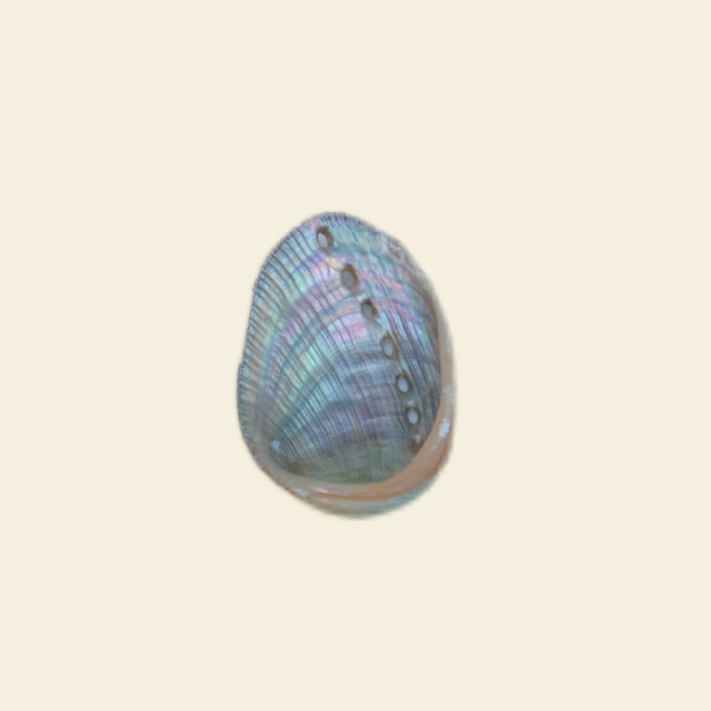 Abalone shell - Grande Charm