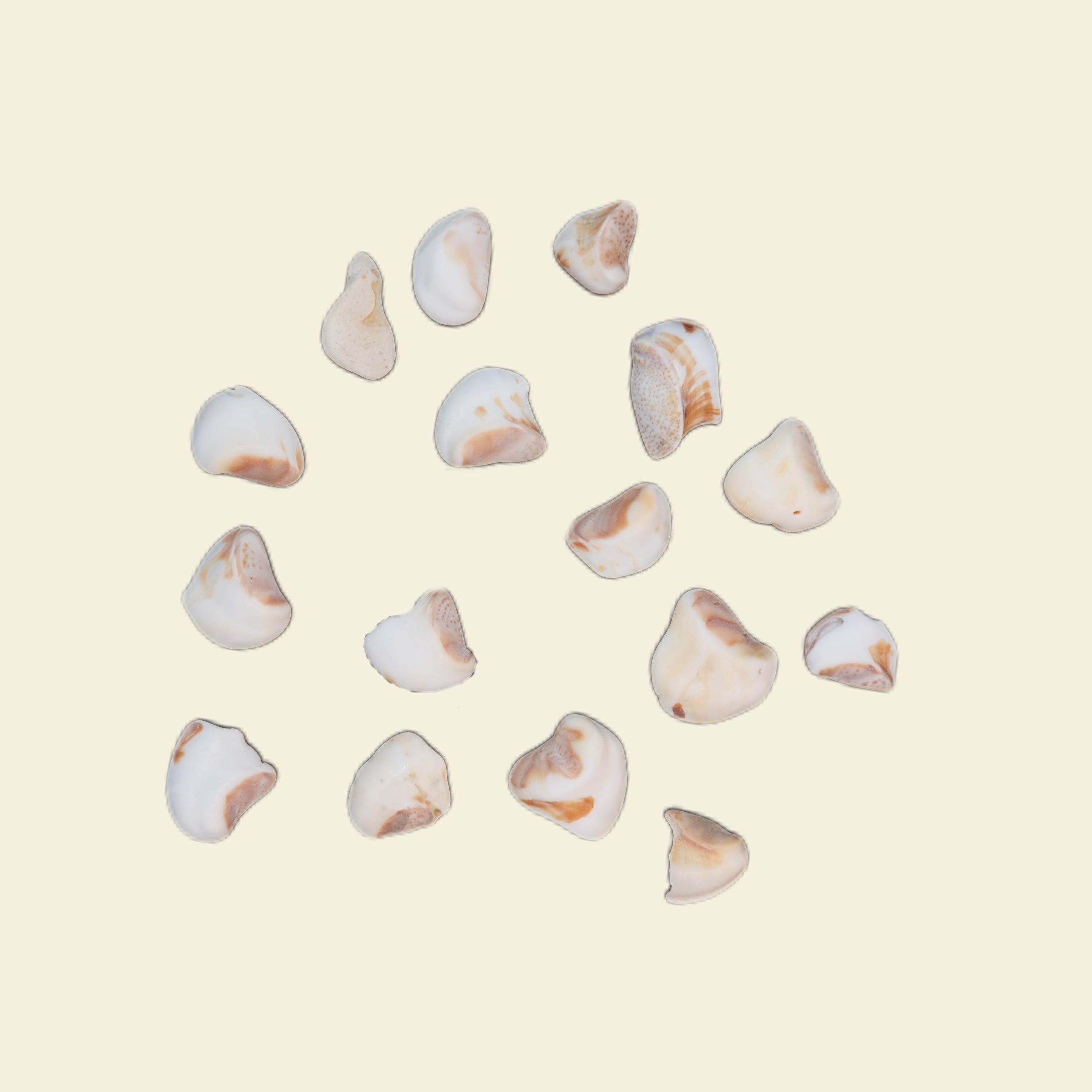 Sea Shells - Midi Charm