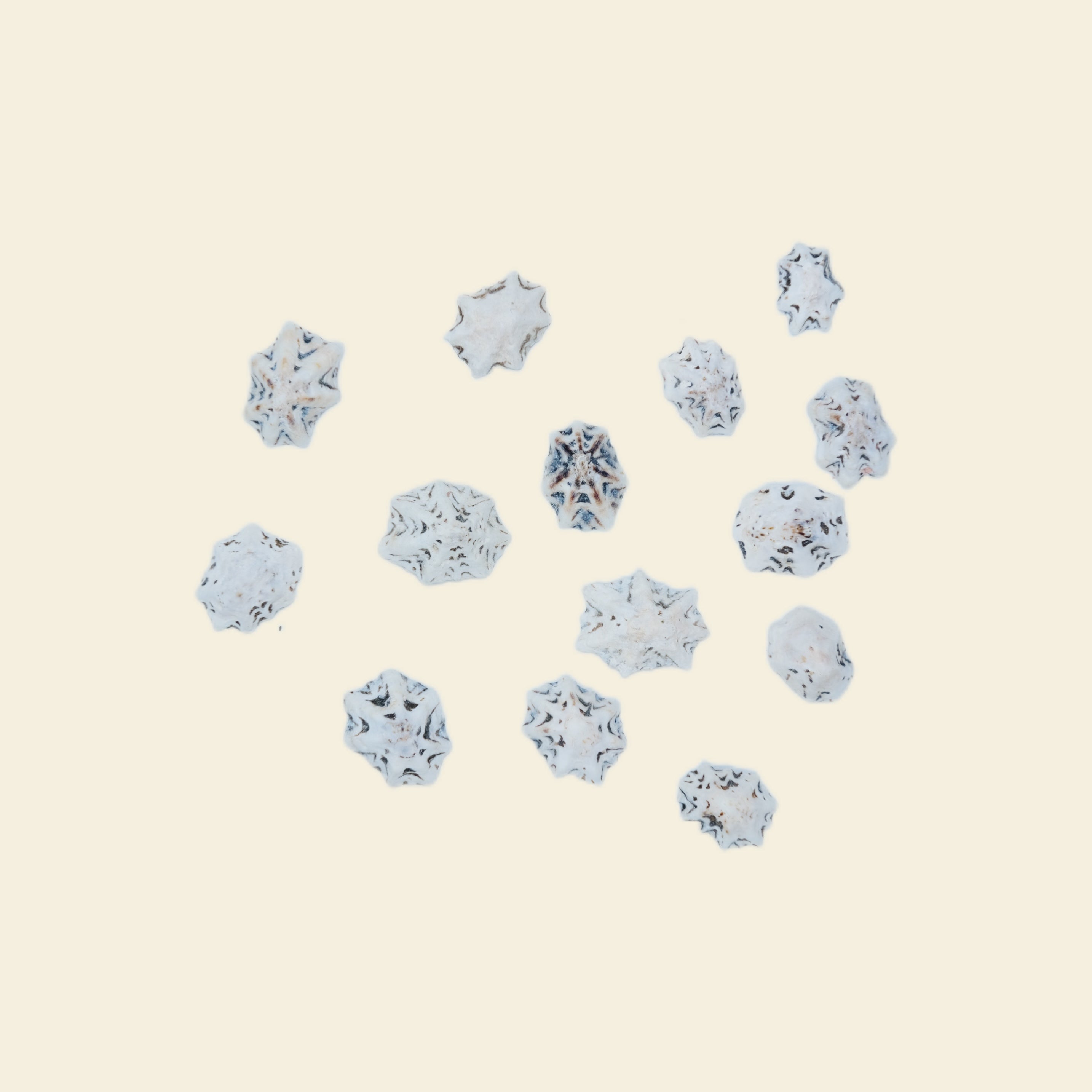 Star shells - Midi Charm