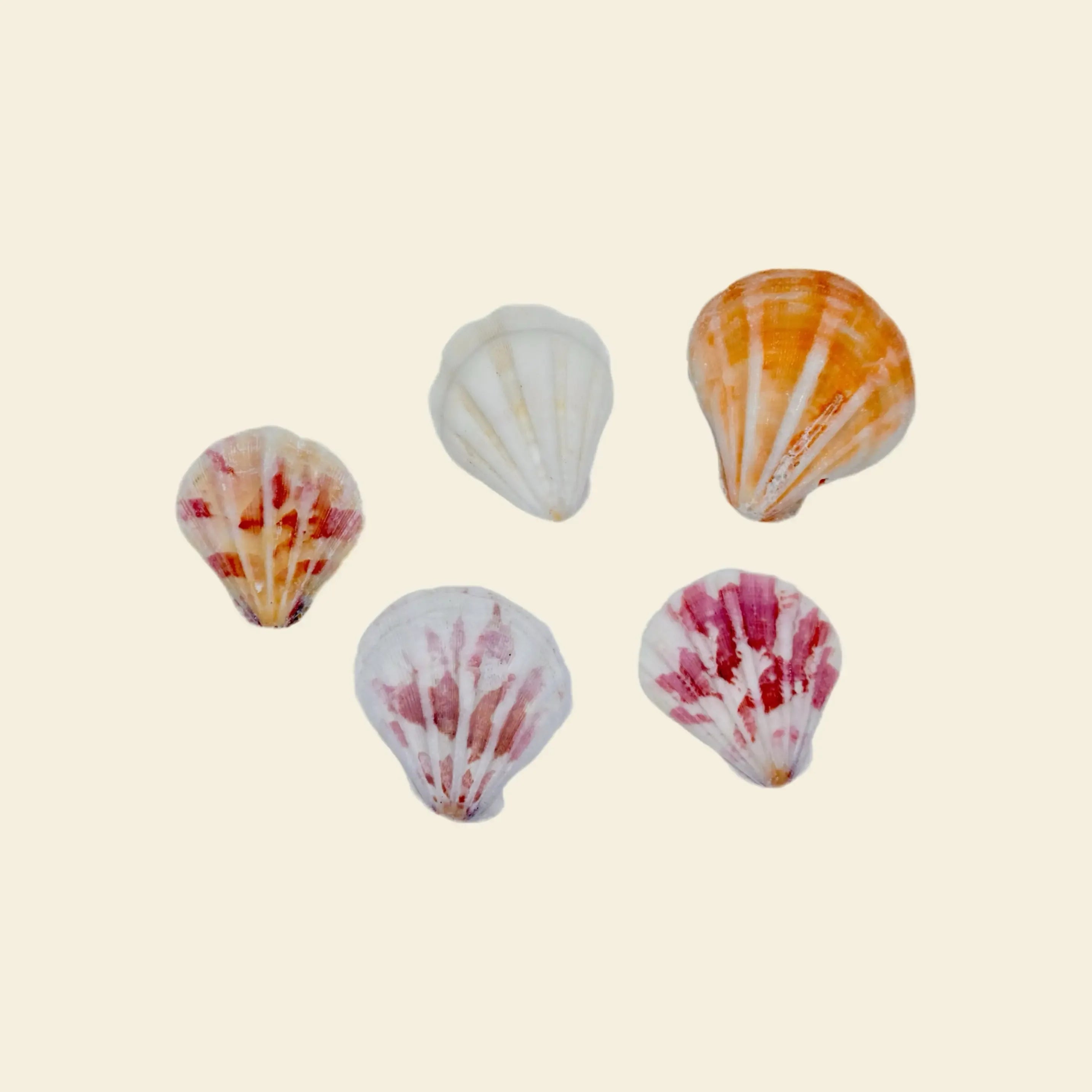 Sea Shells - Grande Charm