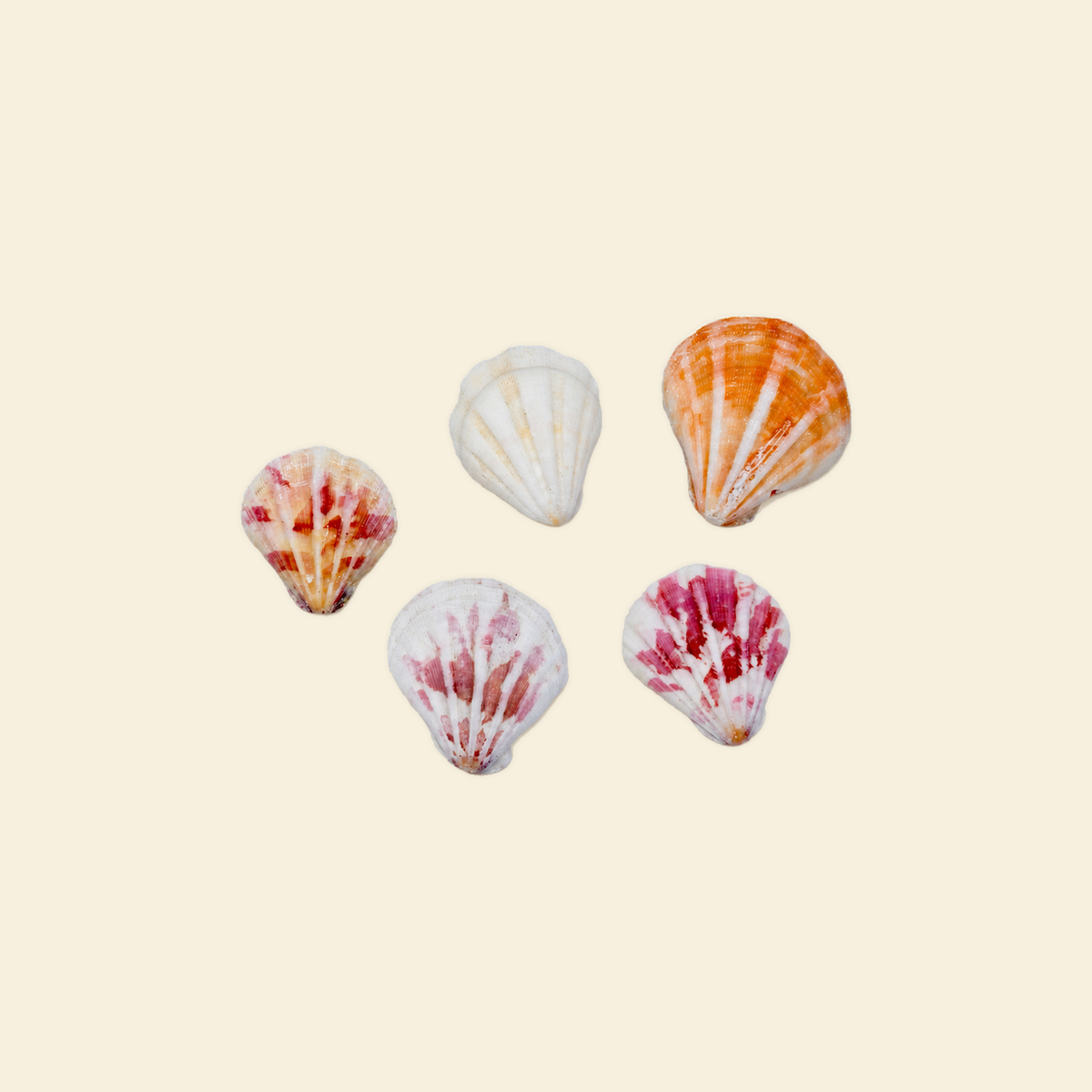 Sea Shells - Grande Charm Shell (1 pc)